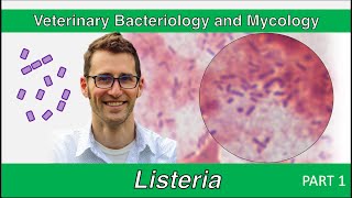 Listeria Part 1  Veterinary Bacteriology and Mycology [upl. by Adigirb]