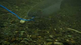 Walking a steelhead in the satsop river during a fishing trip [upl. by Whittemore]