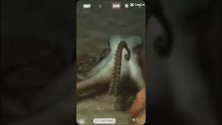 Whats octopus biggest fear 😨 fypシ゚viral millionviews new shorts fear [upl. by Eseekram]