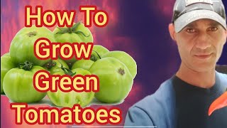 Green Tomato Planting Method [upl. by Stilla]