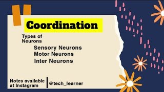 Types Of Neurons  SensoryMotor amp Inter Neurons TechLearner20 [upl. by Annoda839]