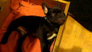 Frog Frenchie Fun French Bulldog Puppy Argues Bedtime [upl. by Taub995]