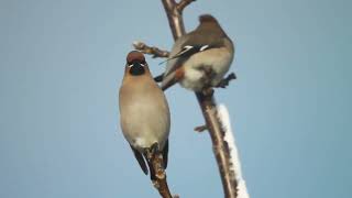 Waxwing Singing  Bombycilla garrulus  მედუდუკე [upl. by Suirad]