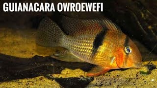 Guianacara Owroewefi Growing  South American Cichlid fishroom [upl. by Magdala]