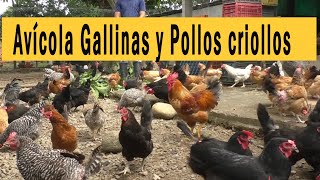 AVÍCOLA GALLINAS Y POLLOS CRIOLLOS [upl. by Nais303]