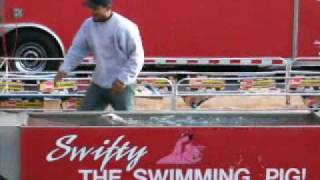 Puyallup Fair  Swifty Swine Swimming  Pig Races [upl. by Monk694]