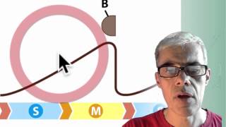 05 Cell Cycle Control [upl. by Hoy]