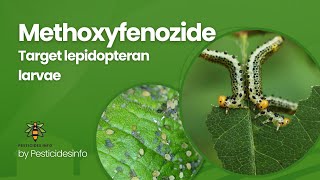 Methoxyfenozide Insecticide Mode of Action formulation Uses and Benefits for Pest Control [upl. by Adilem470]