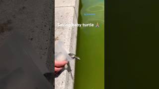 Turtle rescue [upl. by Ruddy77]