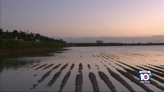 South Florida fields inundated after storm MiamiDade residents clean up [upl. by Dlanger]