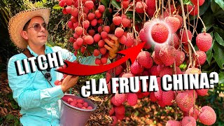 LITCHI LA FRUTA AFRODISÍACA  Lo que NO debes hacer al sembrar en acodos  150 toneladas de cosecha [upl. by Aay]