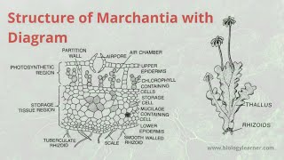 Structure and Distribution of Marchantia  External and Internal Morphology of Marchantia Thallus [upl. by Hirza]