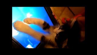 Anakin the Two Legged Kitten Plays Friskies Cat Fishing Game on the iPad [upl. by Deyes]