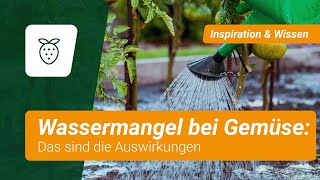 Was passiert wenn Gemüse nicht genug Wasser kriegt [upl. by Travus]