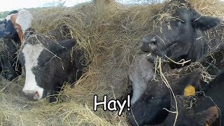 Buried Alive beef simmental farming [upl. by Benetta]