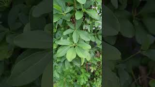 September Late Summer Chocolate Vines Akebias in Northeastern Zone 67 [upl. by Irem569]