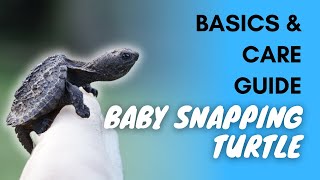 Baby Snapping Turtle Basics And Care Guide [upl. by Hervey]