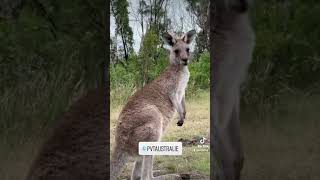 Les kangourous en Australie 🦘 [upl. by Vyky725]