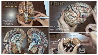 BRAIN  DETAILED MODEL WITH CLINICALS [upl. by Hamlen686]