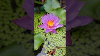 My water lily update winterfloweringplantsname gardening rooftopgarden garden shorts [upl. by Moazami]