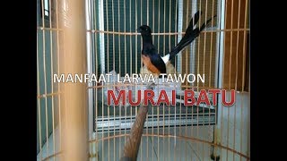 7 Manfaat Larva Tawon Buat Burung Murai Batu [upl. by Joashus]