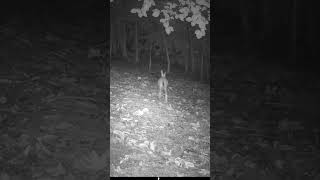 Full Speed hare trailcamera woods hares ukwildlife [upl. by Honig]