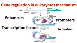 Gene regulation in Eukaryotes Promoters  Transcription factors  Enhancers Genetics for beginners [upl. by Ahsekin]