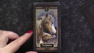 Tarot Familiars Walkthrough [upl. by Yarod]