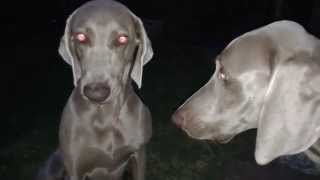 Weimaraners having an argument [upl. by Zertnom]