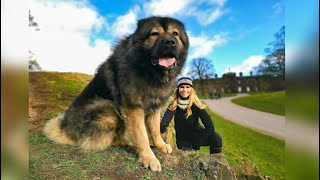 WOLF KILLER  THE LARGEST CAUCASIAN SHEPHERD OVCHARKA DOG IN THE UK [upl. by Sundin]