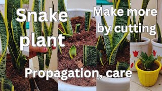 snake plant propagation and care snake plant sansieveria indoorplants [upl. by Diann265]