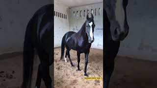 Mare Samad 🐴 Sire by Stallion Alishan shorts viral trending ytshorts [upl. by Finella]