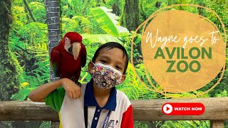 Field trip to Avilon zoo [upl. by Eivod]