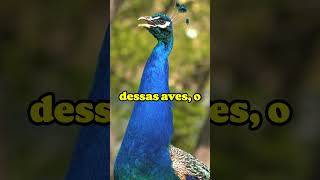 O Curioso Canto do PAVÃO videoviral curiosidades curiosidadesnaturais [upl. by Yrak]