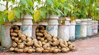 Great ways to grow potatoes at home easily and with lots of tubers [upl. by Rebhun]