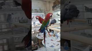 The Most Intelligent Parrots macaw macawhealth [upl. by Jaynes]