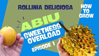 How to grow Rollinia and Abiu from seed Sweetness overload [upl. by Blalock883]