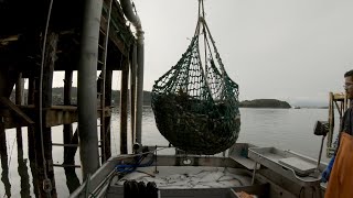 Direct Market Halibut Offload [upl. by Wixted]