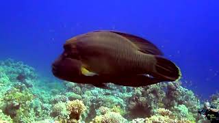 Red Sea Sharm El Sheikh 2015 Egypt Pesce Napoleone Cheilinus undulatus 02 [upl. by Ayenet]