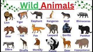 Wild Animals Name in English With pictures [upl. by Ahusoj]