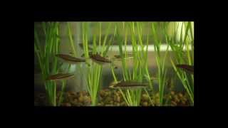 MPEDA  Activities in Ornamental Fish [upl. by Tarrel]