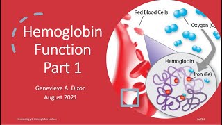 Hemoglobin Function Part 1 [upl. by Mortensen]