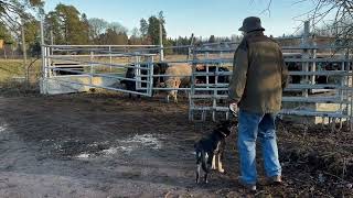 2024 11 12 Oopsi passerar ungtjurar som väntar på avtransport [upl. by Nawaj795]