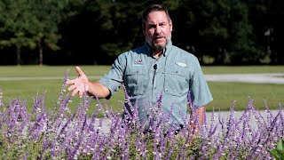 Get It Growing Mexican bush sage blooms through fall until first frost [upl. by Ramoj818]