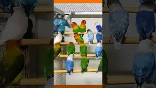 Visiting a Bird Shop full of Parakeets and Budgies [upl. by Nylanaj282]