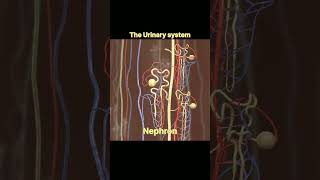 urinary system anatomy anatomy biology 3danimation [upl. by Ulrike]