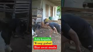 caramenghilangkanpusingkepalabergembiralahbercandalah🤣😁😅☺️🥰guyonanshortvideo [upl. by Ylla]