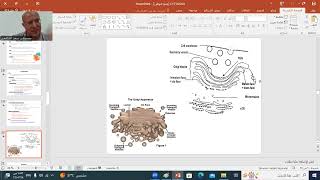 HISTOLOGY 3  GOLGI APP LYSOSOMES amp PEROXISOMES  BY D SAAD ELSHAFEY [upl. by Ativoj]