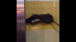 Rats at NYC Dunkin Donuts [upl. by Beitch]