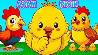 AYAM PIYIK  LAGU ANAK AYAM KUKURUYUK  ZONA ARH KIDS [upl. by Rudie524]